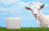 Υπουργική Απόφαση για την ενίσχυση της τοπικής παραγωγής γάλακτος στα μικρά νησιά του Αιγαίου Πελάγους